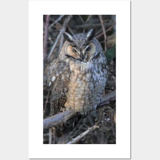 Photo Op with a Long-Eared Owl Posters and Art